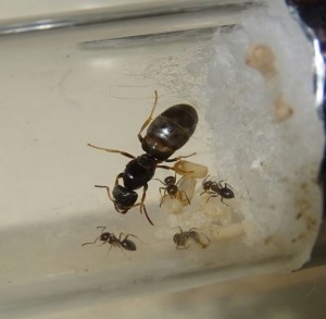 Lasius brunneus - Gyne, Brut und 5 Pygmäen.jpg