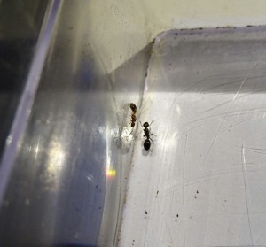 IMG_20170815_204602_098.JPG (535.1 KiB) 1382 mal betrachtet 2&3