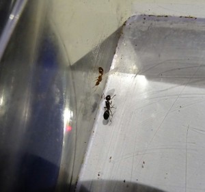 IMG_20170815_204618_745.JPG (484.99 KiB) 1382 mal betrachtet 2&3