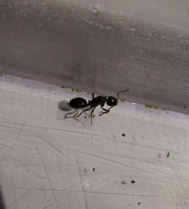 IMG_20170815_204459_117.JPG (673.26 KiB) 1382 mal betrachtet 3