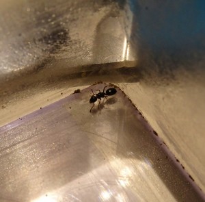 IMG_20170815_204523_351.JPG (976.05 KiB) 1382 mal betrachtet 3