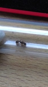 IMAG0104.jpg (1.62 MiB) 1022 mal betrachtet IMAG0104.jpg