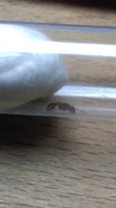 IMAG0103.jpg (1.49 MiB) 1020 mal betrachtet IMAG0103.jpg