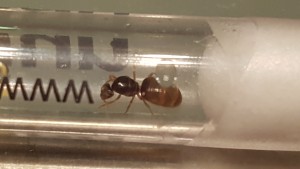 Lasius flavus?