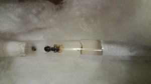 camponotus ligniperdus