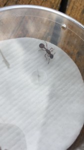 Gyne #1: Heute gefangen, warmes Wetter, Farbe: Rot - Schwarz (Myrmica Ruginodis?)