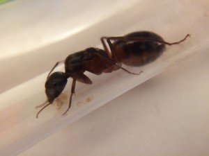 von der Seite, sie ist leicht gelblich an der Unterseite ihres Abdomens
