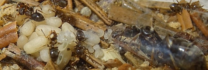 Lasius brunneus.jpg