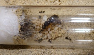 Lasius cf. niger - ~20 Arbeiterinnen, ~10 Puppen, ~10 Larven, ~20 Eier