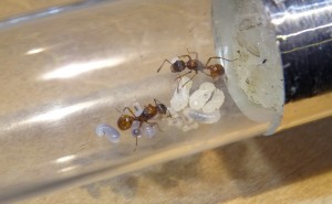 Myrmica cf. rubra x2 - keine Arbeiterinnen, 2 Puppen, ~10 Larven, min. 3 Eier