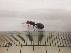 IMG_2357.jpg (948.91 KiB) 1473 mal betrachtet IMG_2357.jpg