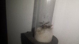 20170829_033608.jpg (483.58 KiB) 2465 mal betrachtet 20170829_033608.jpg