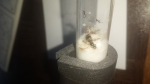 20170829_033547.jpg (589.4 KiB) 2463 mal betrachtet 20170829_033547.jpg