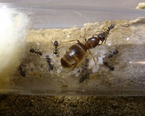 IMG_20170904_204728_872.JPG (1.27 MiB) 2425 mal betrachtet IMG_20170904_204728_872.JPG