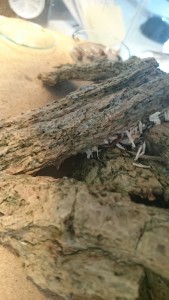 Die erweiterte, mittlerweile aber wahrscheinlich verlassene Nesterweiterung im kleinen Formicarium