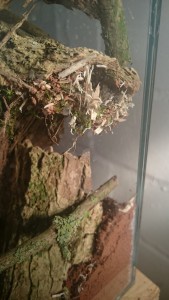 Und so sah das Nest nach zwei Tagen aus, gewebt wird aber immer noch. Über-Kopf und frei hängend an der wärmsten Stelle des Formicariums