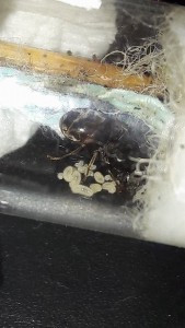 nr1.jpg (73.78 KiB) 3855 mal betrachtet Nr1 noch immer "nur" mit Larven