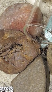 1.jpg (120.69 KiB) 3774 mal betrachtet Zitterspinne wird gefunden