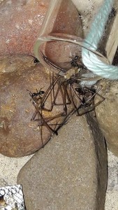 3.jpg (116.9 KiB) 3855 mal betrachtet und gemeinschaftlich eingetragen