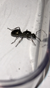 IMG_3482.PNG (1.28 MiB) 829 mal betrachtet IMG_3482.PNG