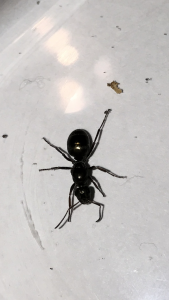 IMG_3483.PNG (1.16 MiB) 829 mal betrachtet IMG_3483.PNG