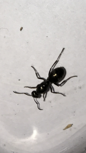 IMG_3484.PNG (1.16 MiB) 829 mal betrachtet IMG_3484.PNG