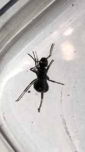 IMG_3486.PNG (1.27 MiB) 829 mal betrachtet IMG_3486.PNG