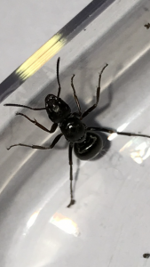 IMG_3487.PNG (1.46 MiB) 829 mal betrachtet IMG_3487.PNG