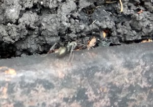 _20170916_150626.JPG (225.89 KiB) 1955 mal betrachtet Ameise an alten Schienen