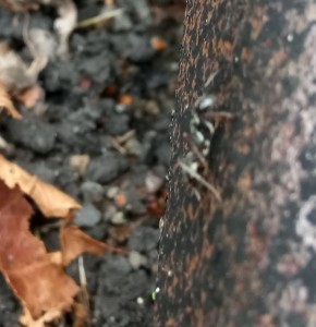 _20170916_152340.JPG (139.35 KiB) 1957 mal betrachtet Ameise von der Seite