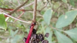 Camponotus ligniperdus Arbeiterin auf einem Strauch