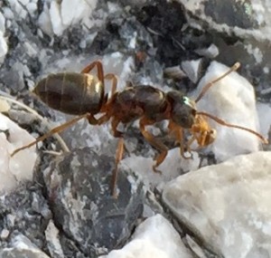 Chthonolasius Gyne mit gelber Arbeiterin