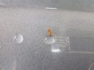 DSCF0430.JPG