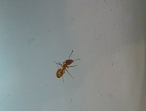 IMG_20170922_181705.jpg