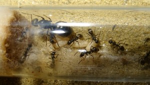 Formica fusca (altes Bild): 15