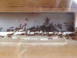 Hier der zweite Haufen mit einigen Puppen,Larven und CA. 5-8 Eierpaketen