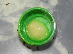 DSCN4595.JPG