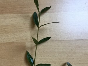 IMG_0718.JPG