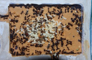 Messor barbarus Nest_2.jpg