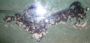 P1190593.JPG (763.32 KiB) 16992 mal betrachtet Das versteht man also unter "gehen nur mit kleineren Larven in die Winterruhe"