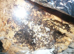 P1190373.JPG (1.06 MiB) 16992 mal betrachtet Ich hatte unter dem Stein so wenig Brut gesehen und war so verunsichert, dass ich für ein paar Stunden das Heizkabel wieder ans eigentliche Nest gelegt habe. Ergebnis: Doch, sie haben Brut!