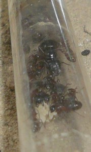 P1190350.JPG (73.88 KiB) 16944 mal betrachtet Auch hier haben sie nur Larven. Ich weiß also, woran ich nächsten Winter sehen werde, dass meine Camponoten in die WR wollen