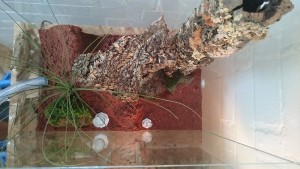Neuer Anbau von oben