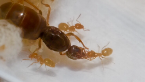 Lasius flavus