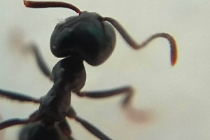 Makro Thorax-Kopf-Fühler.jpg