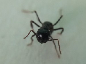 Makro Kopf-Fühler.jpg