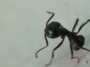 Makro Kopf-Fühler-Thorax.jpg
