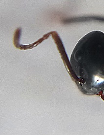Makro Fühler-Auge.jpg