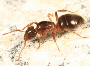 Lasius_umbratus_queen,_Groton,_Massachusetts_(Tom_Murray).JPG