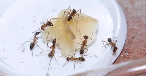 Camponotus socius an Banane :)